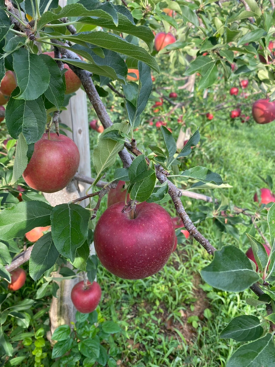 家庭用】~ひらかつがる～3kg(9個〜12個) – りんご侍