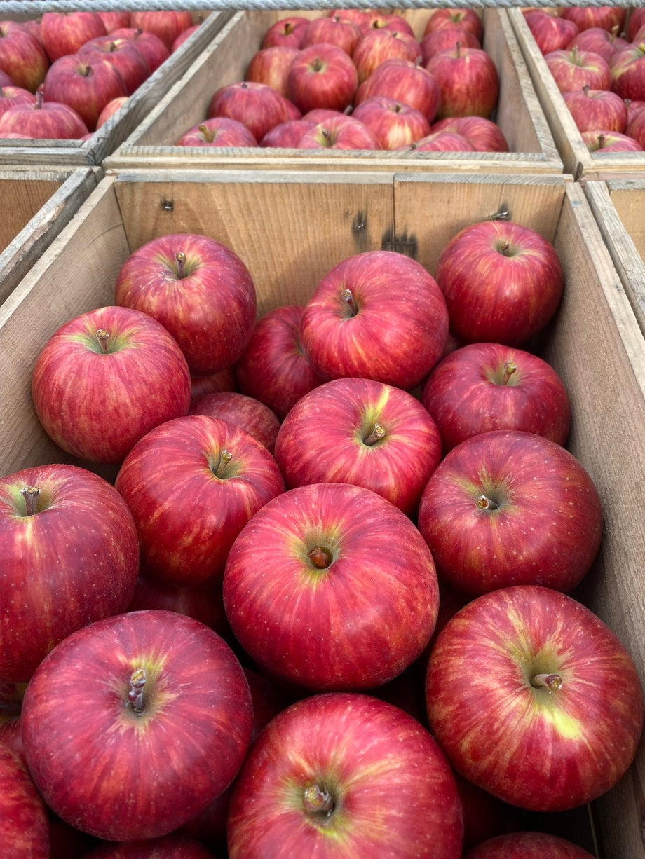 予約販売】(贈答用)～サンつがる5Kg～8月末発送 – りんご侍