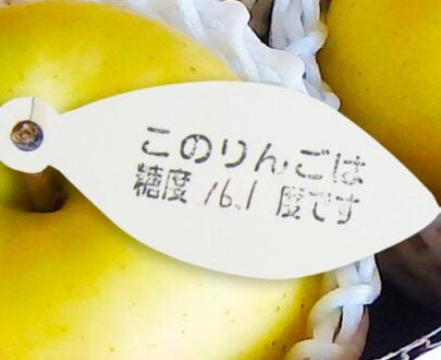 那由多のりんご園：2023オーナー制度[品種:ぐんま名月1本] 収穫間近に