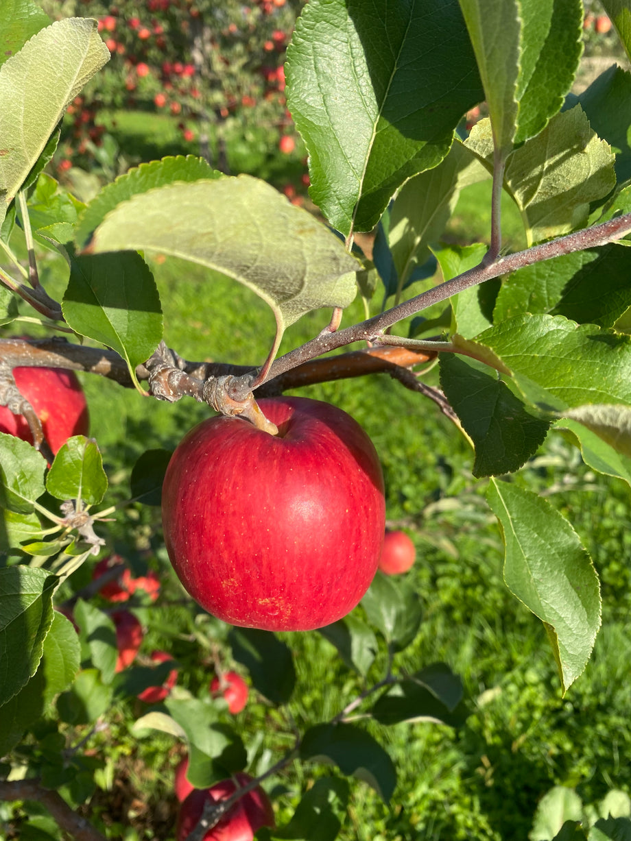 りんごずくしセット 青森りんごとりんご加工品の詰め合わせセット